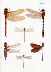 Different Types of Dragonflies, Illustration from the Book Butterflies, Moths and Other Insects and Creatures of the Countryside, Published 1927